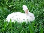 weißes Kaninchen